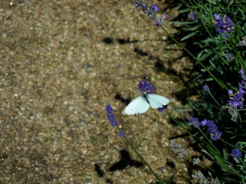 butterfly white insect