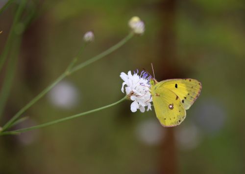 butterfly yellow flower