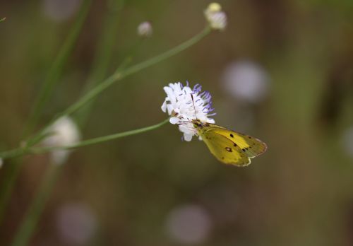 butterfly yellow flower