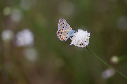 butterfly blue flower