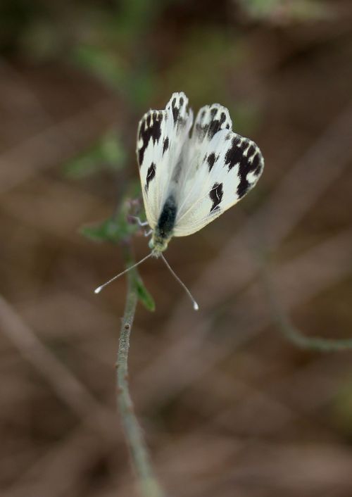 butterfly white black