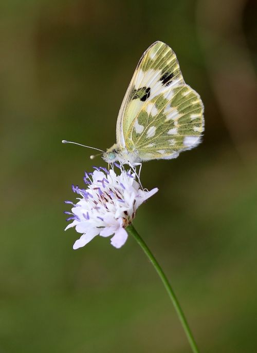 butterfly yellow flower