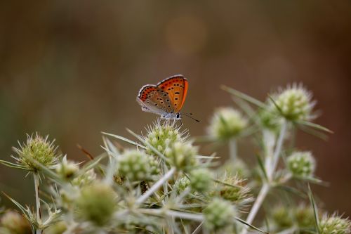 butterfly red rest