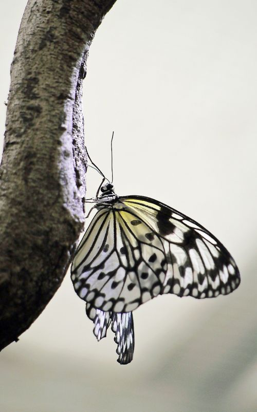 butterfly nature insect