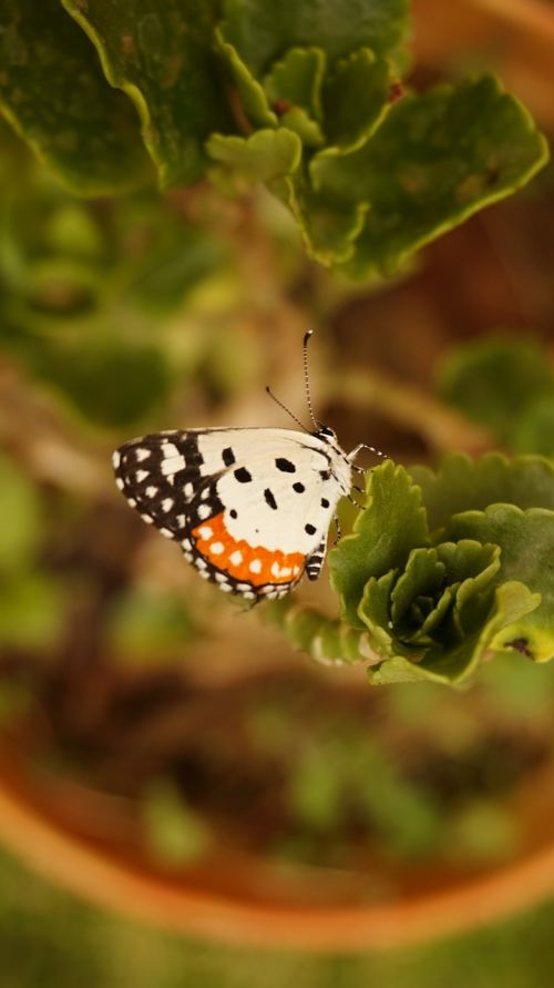 butterfly wings fly