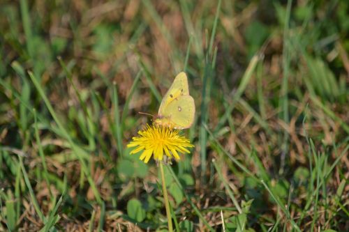 butterfly nature grass