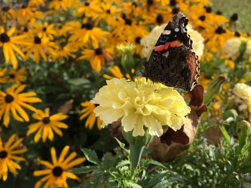 butterfly flower marigold