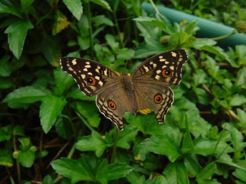 butterfly autumn leaves nature