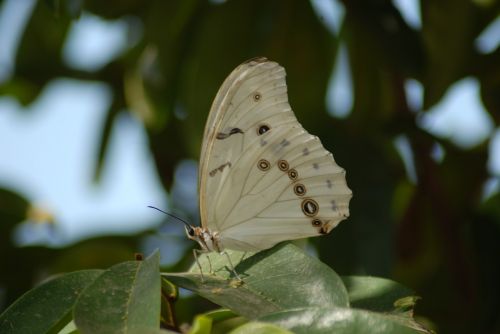 butterfly insect garden