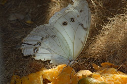 butterfly insect garden