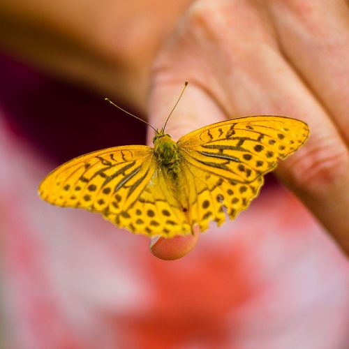 butterfly insect wing