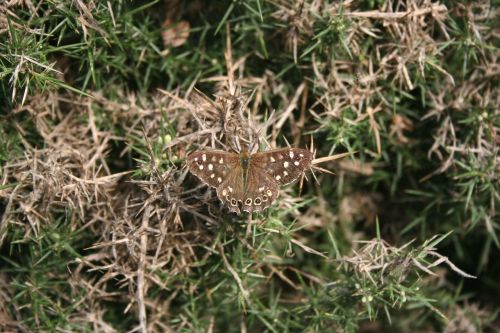 butterfly brown insect