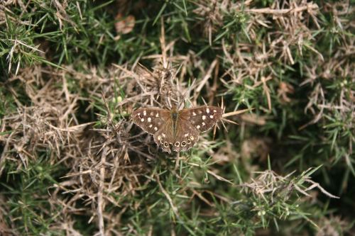 butterfly insect old