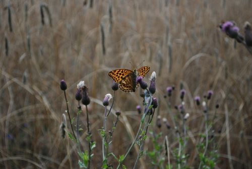 butterfly corn nature