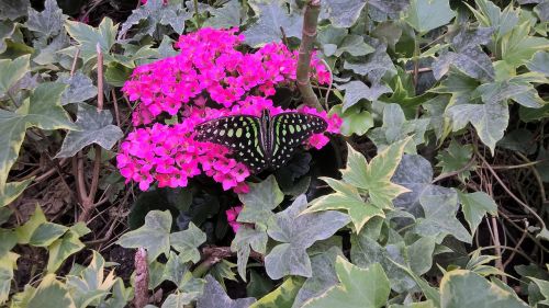 butterfly blossom bloom