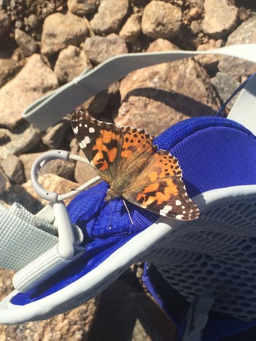 butterfly outdoor hiking