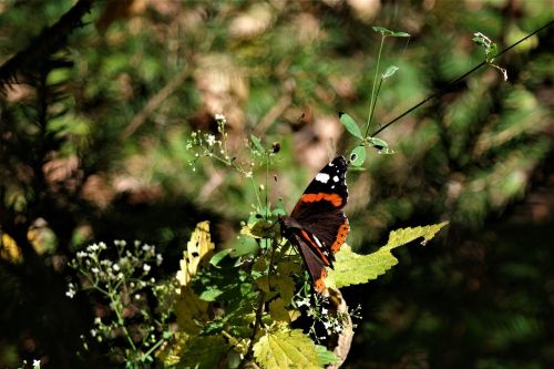 butterfly animal insect