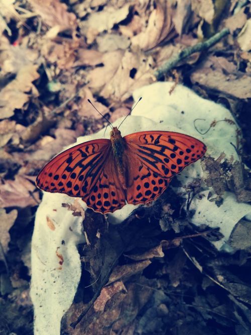 butterfly nature orange