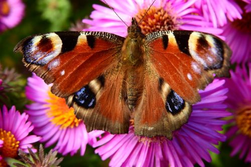 butterfly flower nature