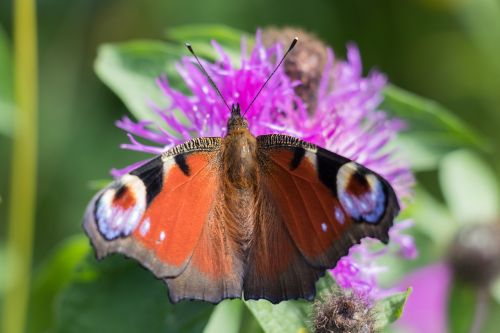 butterfly nature flower