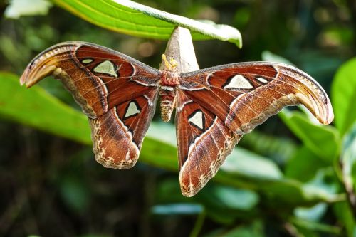 butterfly lepidoptera close