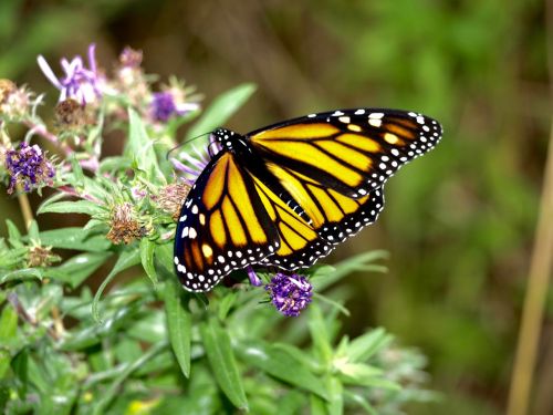 butterfly nature insect