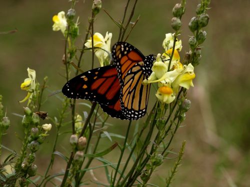 butterfly flower nature