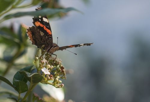 butterfly insect garden