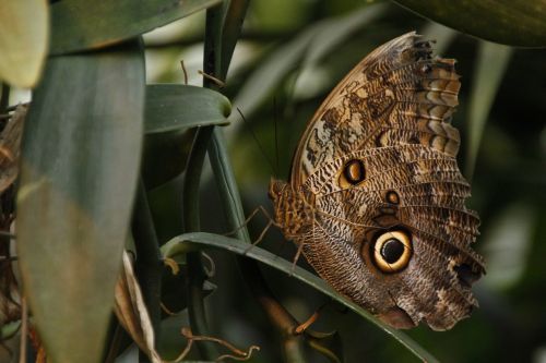 butterfly insek insect