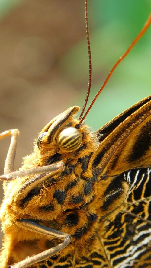 butterfly bug fauna