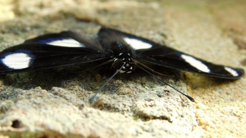 butterfly wings bug