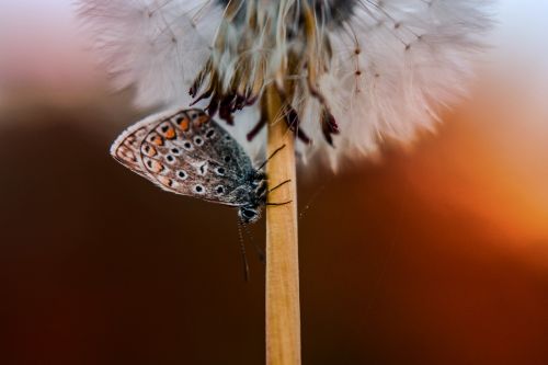butterfly dandelion flying seeds