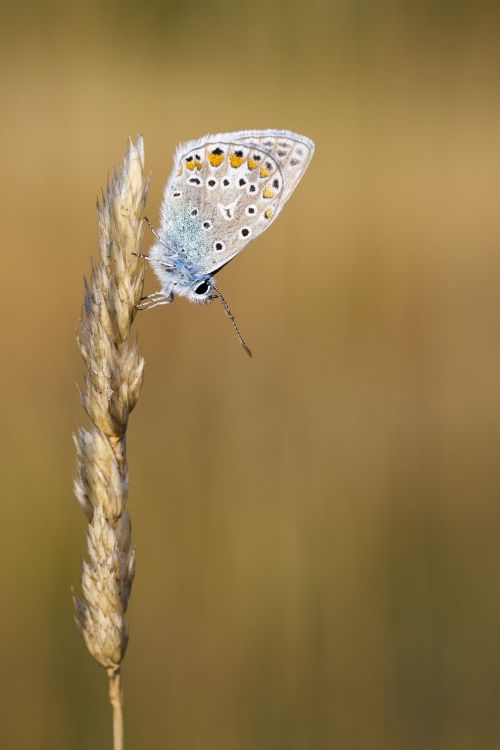 butterfly insect macro