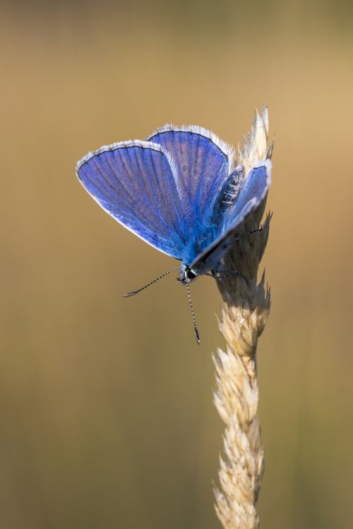 butterfly insect macro