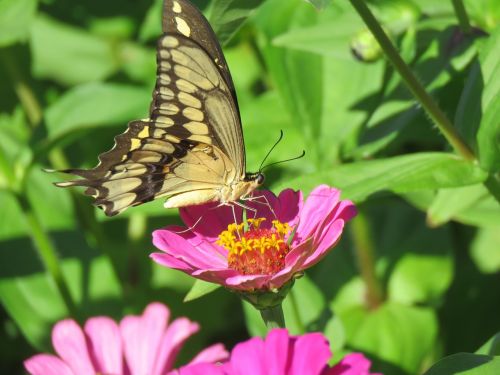 butterfly close up pink flowers