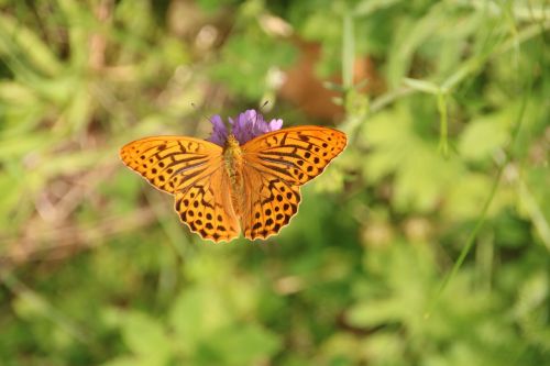 butterfly summer nature