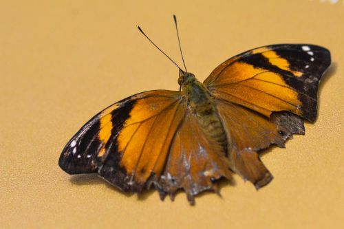 butterfly brown macro