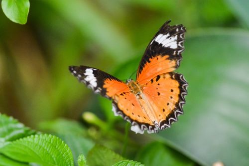 butterfly macro nature butterfly