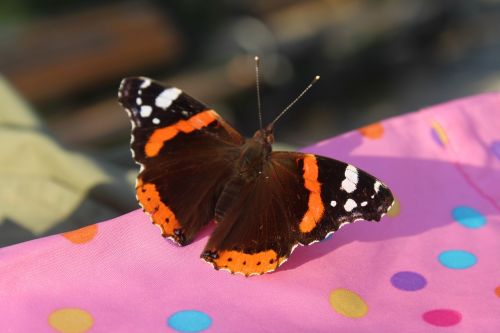 butterfly istanbul turkey