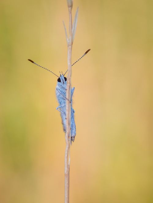 butterfly insect macro