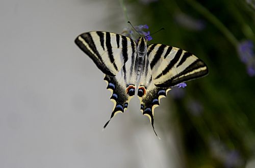 butterfly insect wings nature