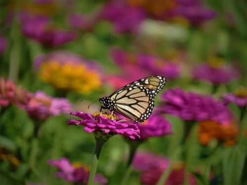 butterfly colorful flowers