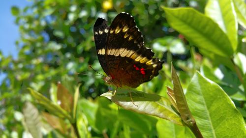 butterfly insect wing's