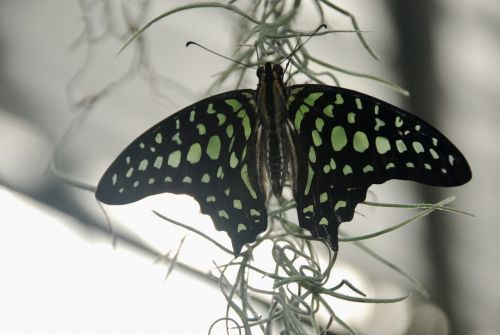 butterfly exotic nature