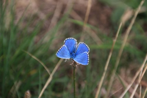 butterfly insect blue