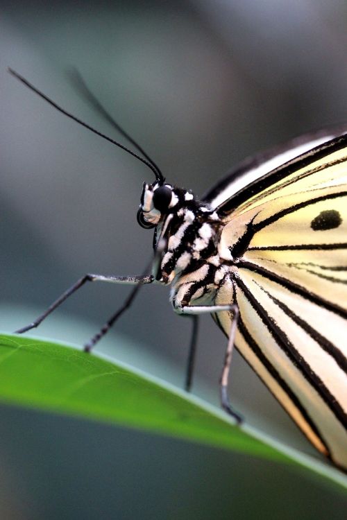 butterfly baumnymphe macro