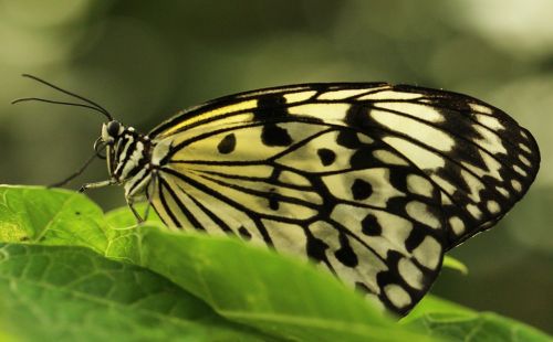 butterfly tropical world animal