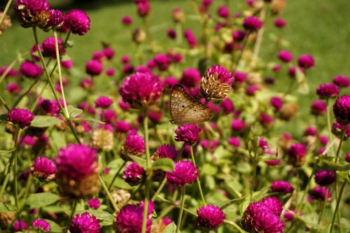 butterfly wings flowers