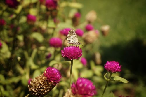 butterfly wings insect