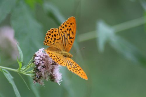 butterfly free flight